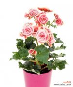 揭开丽格海棠花语的秘密 丽格海棠的花语和寓意