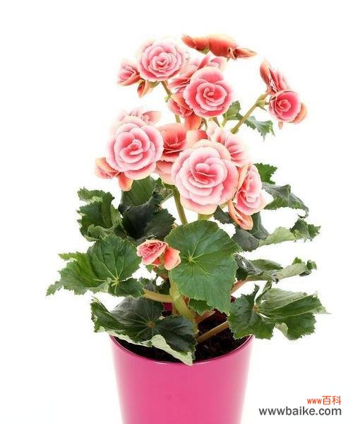 揭开丽格海棠花语的秘密 丽格海棠的花语和寓意