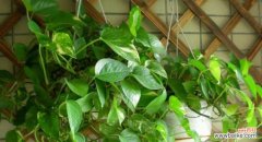 探索绿萝的花语 绿萝的花语——生命的力量