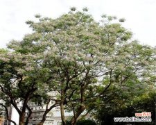 保护苗木健康成长 绿化苗木脱脚的原因及防治方法