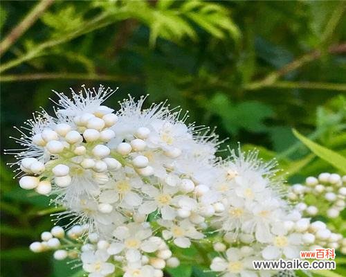 保护苗木健康成长 绿化苗木脱脚的原因及防治方法