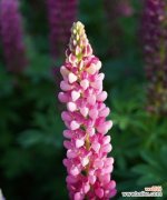 一朵洁白花朵的传递与启示 鲁冰花的花语——纯洁与坚强