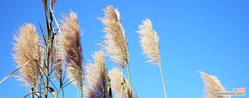探寻芦苇的花语 芦苇的花语——坚韧、静默与自由