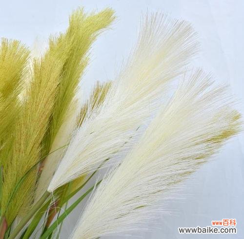 探寻芦苇的花语 芦苇的花语——坚韧、静默与自由