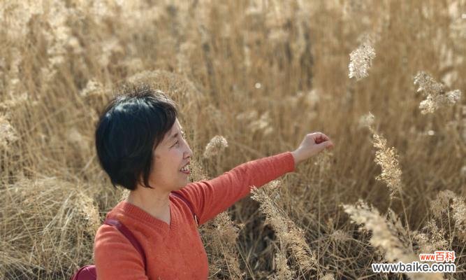 探寻芦苇的花语 芦苇的花语——坚韧、静默与自由