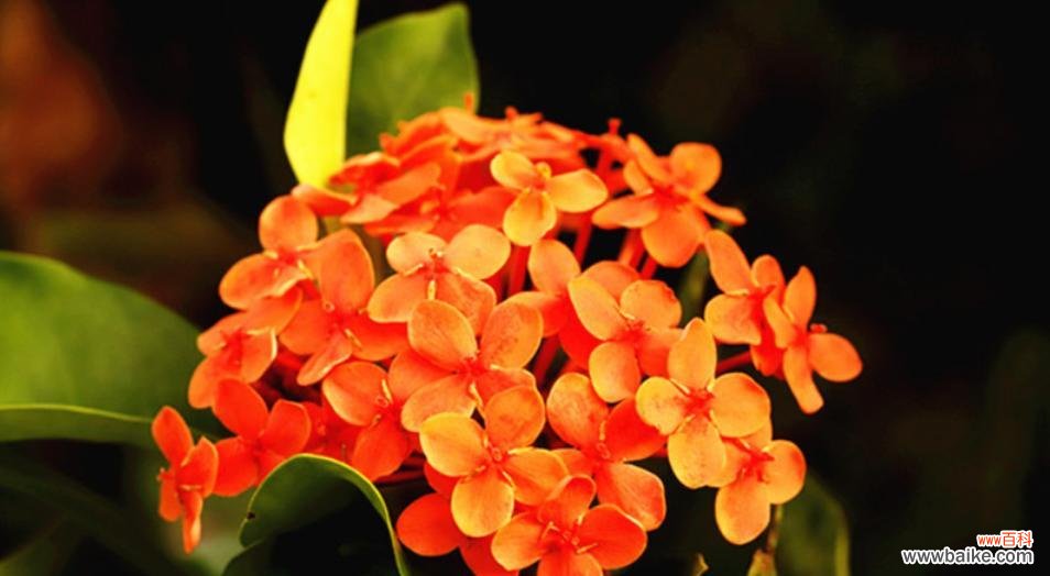 探寻龙船花的深意 龙船花的花语和寓意