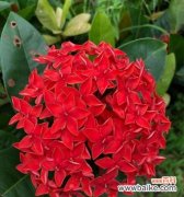 探寻龙船花的深意 龙船花的花语和寓意