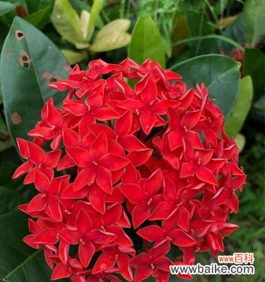 探寻龙船花的深意 龙船花的花语和寓意