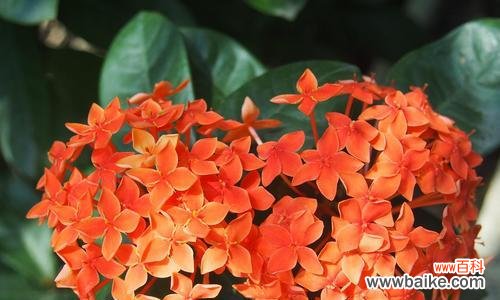 探寻龙船花的深意 龙船花的花语和寓意