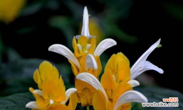 探索仙人指花的花语与意义 仙人指花的花语传递情感之美