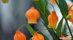 探索仙人指花的花语与意义 仙人指花的花语传递情感之美