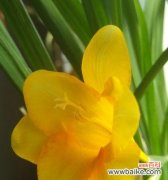 探寻雪兰花的含义和传承之道 香雪兰花