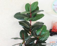 传递生命的力量 橡皮树的花语——春天的希望与新生