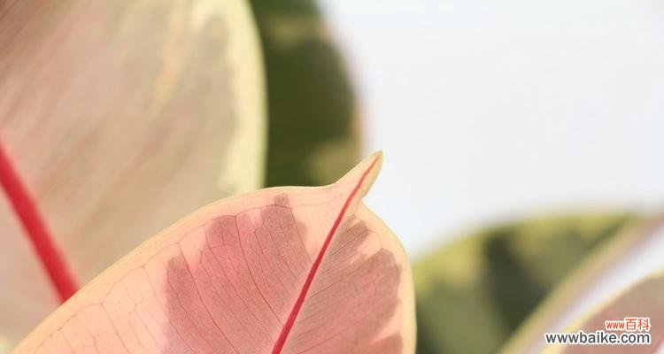 传递生命的力量 橡皮树的花语——春天的希望与新生