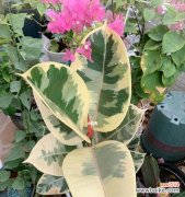 探寻橡皮树的力量与坚韧 橡皮树的象征意义