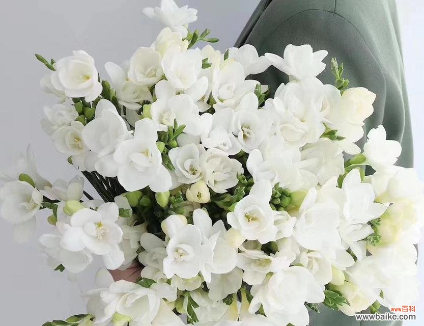 小苍兰的花语与传说 小苍兰