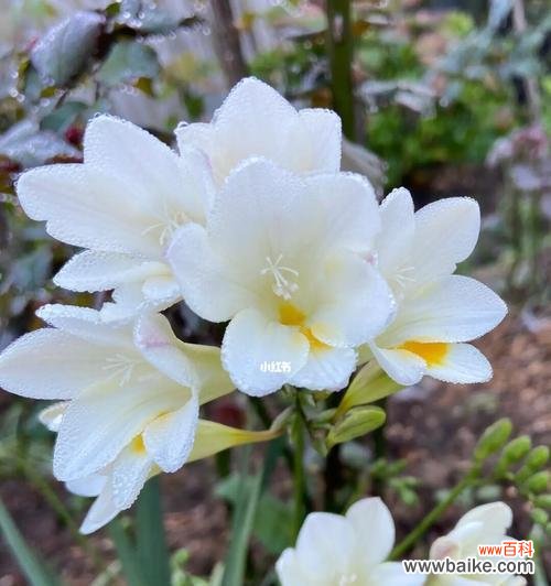 小苍兰的花语与传说 小苍兰