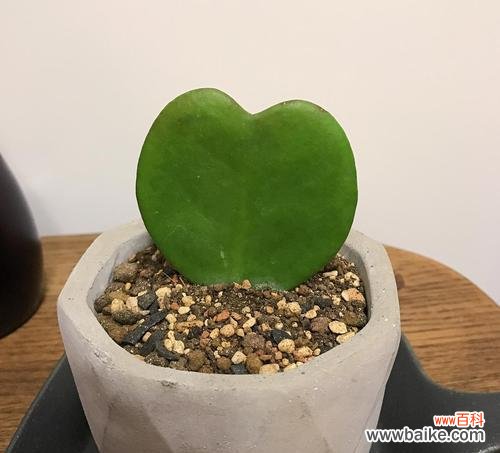 用一束心形球兰 心形球兰花语