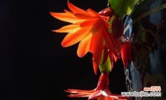 揭秘蟹爪兰花的花语 蟹爪兰花的花语与寓意