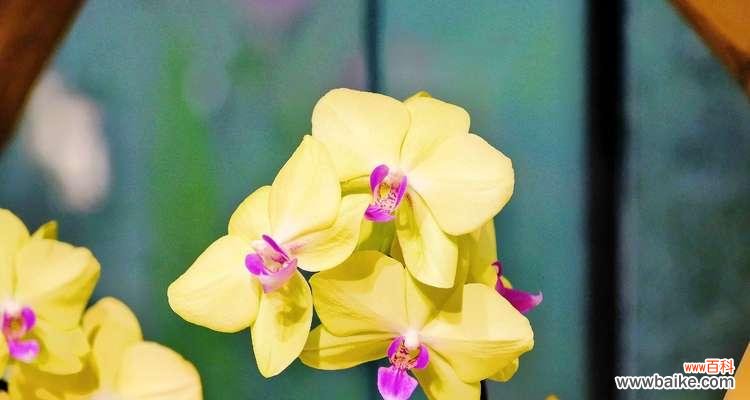 小蝴蝶兰 小蝴蝶兰的花语与意义