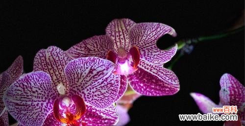 小蝴蝶兰 小蝴蝶兰的花语与意义