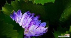 探秘延药睡莲的美丽与内涵 沉醉于延药睡莲的花语