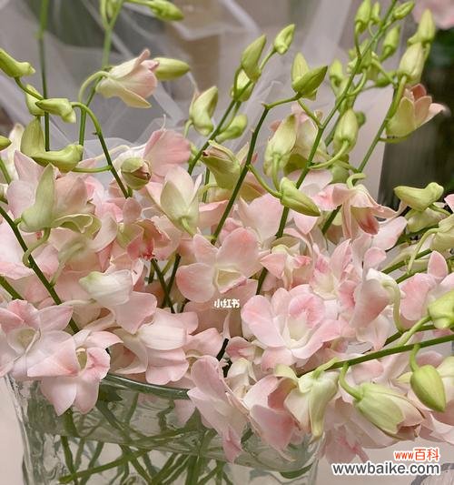 探寻洋兰花在文化 洋兰花的象征意义与作用