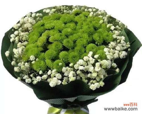 康乃馨花语的深层寓意与象征意义 绿色康乃馨