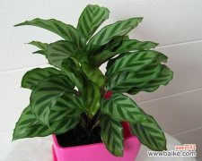 唤醒内心的真善美 猫眼竹芋的花语