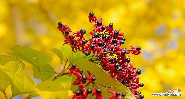 探索落叶灌木的美丽与神奇 落叶灌木