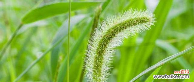 揭秘猫尾草的15个神奇花语 猫尾草的花语与寓意