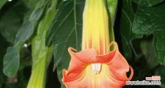 揭开曼陀罗花花语的秘密 曼陀罗花