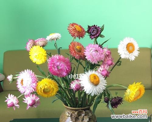 解读麦秆菊花语的意义及传达的情感 以麦秆菊的花语是什么