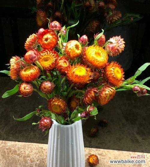 解读麦秆菊花语的意义及传达的情感 以麦秆菊的花语是什么