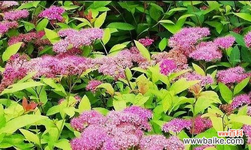 揭秘麻叶绣线菊的花语之谜 麻叶绣线菊——花语的传承与意义