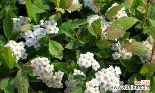 揭秘麻叶绣线菊的花语之谜 麻叶绣线菊——花语的传承与意义