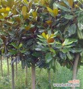 探索米径的含义和作用 米径的定义和重要性