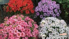 探究美女樱的花语 美女樱的花语及寓意解读