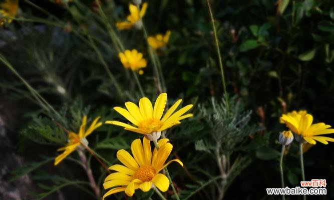 木春菊 以木春菊的寓意——生命的坚韧与复苏