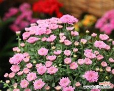 浪漫神秘的花海 以木春菊之花语与传说