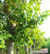 探索苗木全冠的意义与价值 苗木全冠的特点及应用领域