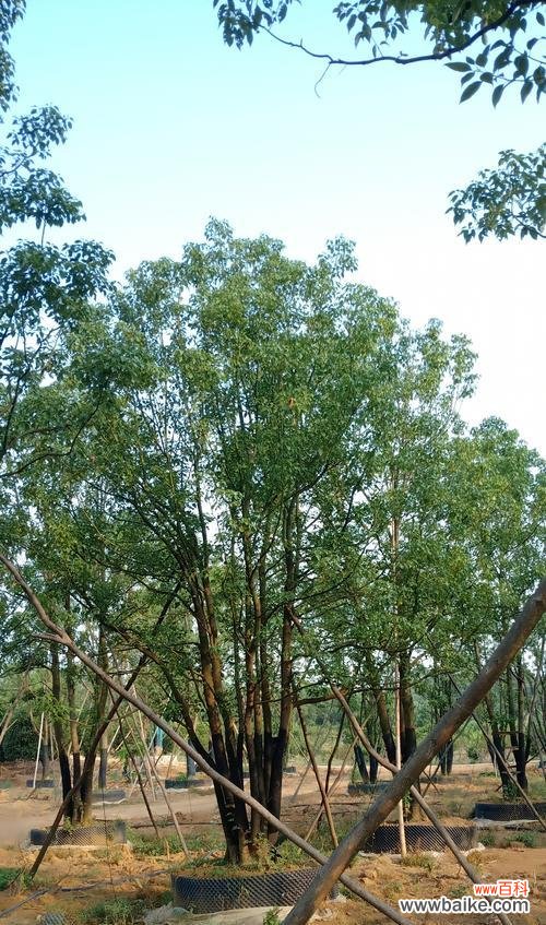 探索苗木全冠的意义与价值 苗木全冠的特点及应用领域