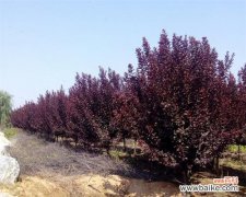 解读苗木地径对植物生长的促进 苗木地径的意义与作用