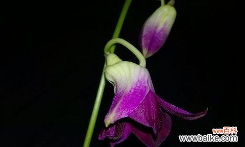 探索兰花之美 野生兰花的花语