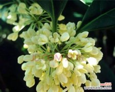 探寻银桂的历史渊源及其独特品质 银桂——传承中华绿茶经典的代表品种