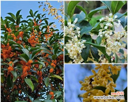 探寻银桂的历史渊源及其独特品质 银桂——传承中华绿茶经典的代表品种