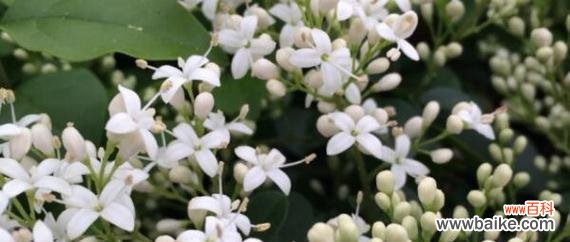 以夜来香的花色花香与爱情的心意一一揭秘 以夜来香的花语——呼唤爱情的纯洁之花