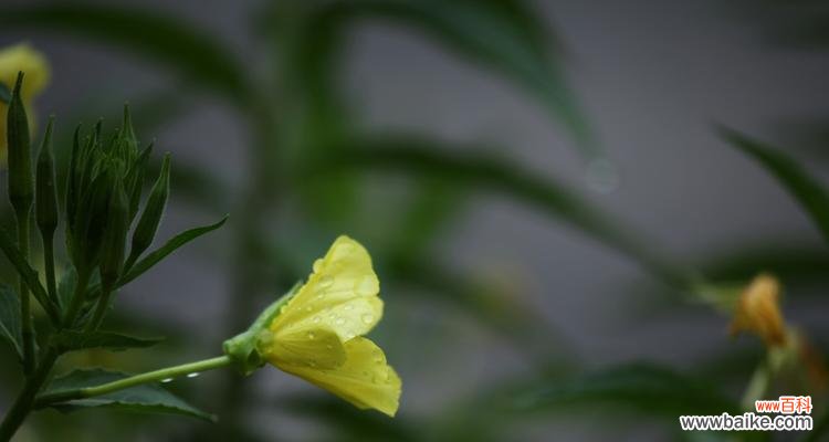 探寻以夜来香在文化与诗歌中的深远影响 解读以夜来香的象征意义