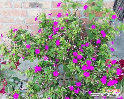 探寻以夜来香在文化与诗歌中的深远影响 解读以夜来香的象征意义