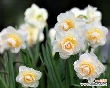 洋水仙的花语及其在爱情中的象征意义 洋水仙花语之美